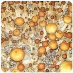 Псилоцибиновые (галлюциногенные)  грибы Psilocybin "Golden Teacher" в Видном